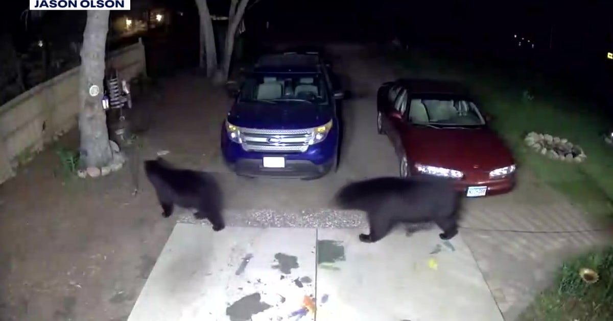Black bear spotted in Burnsville as sightings grow across Twin Cities