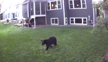 WATCH: Black bear wanders through Edina neighborhood