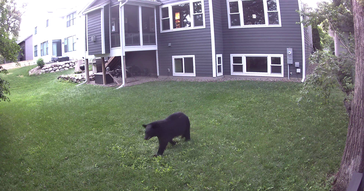 WATCH: Black bear wanders through Edina neighborhood
