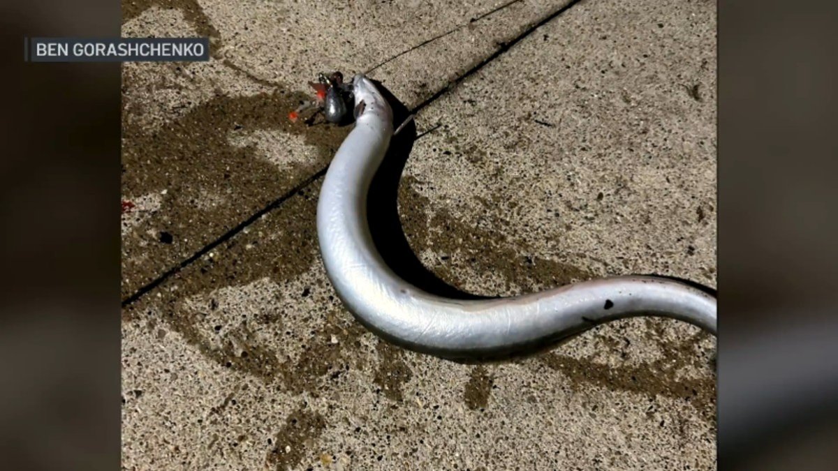 Angler finds a rare American Eel in the Chicago River – NBC Chicago