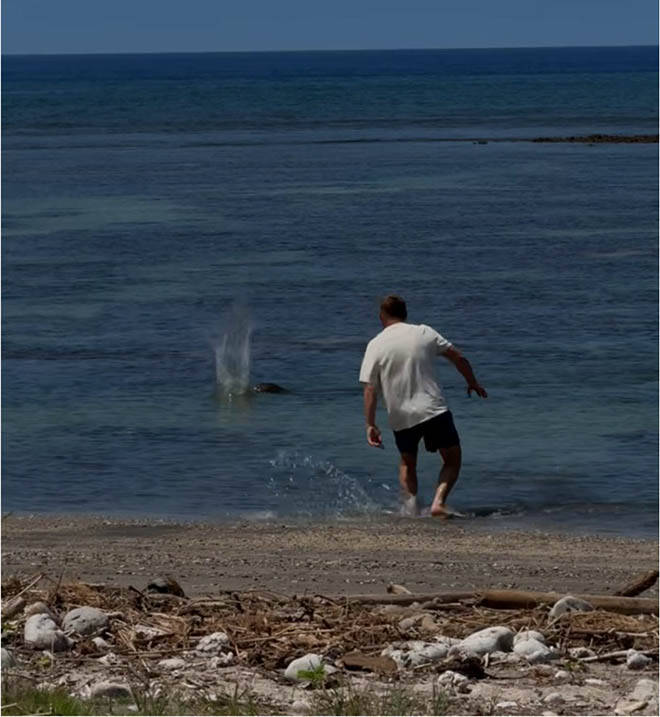 COURTESY U.S. DEPT. OF JUSTICE
This screen shot from a witness video shows a man throwing a large rock at the head of endangered monk seal on a Lahaina beach on May 5.