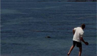 Feds charge Washington man for throwing large rock at monk seal on Maui