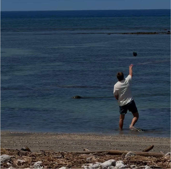 COURTESY U.S. DEPT. OF JUSTICE
This screen shot from a witness video shows a man throwing a large rock at the head of endangered monk seal on a Lahaina beach on May 5.