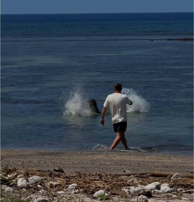 COURTESY U.S. DEPT. OF JUSTICE
This screen shot from a witness video shows a man throwing a large rock at the head of endangered monk seal on a Lahaina beach on May 5.