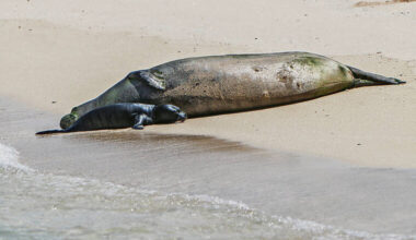 Hawaiian monk seal pup in Waikiki draws attention