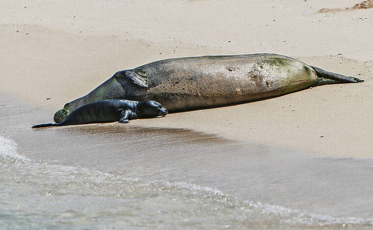 Hawaiian monk seal pup in Waikiki draws attention