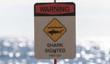 Man, 38, seriously hurt after being bitten by shark off Diamond Head