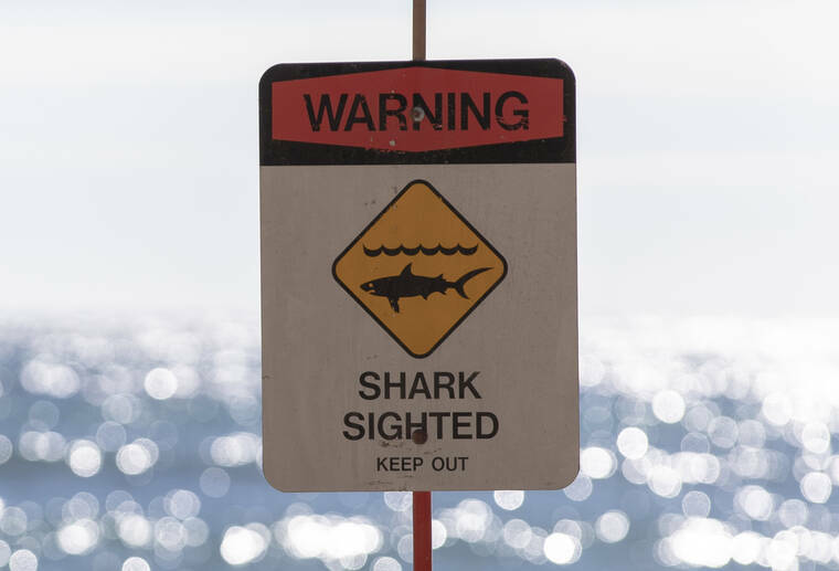 Man, 38, seriously hurt after being bitten by shark off Diamond Head