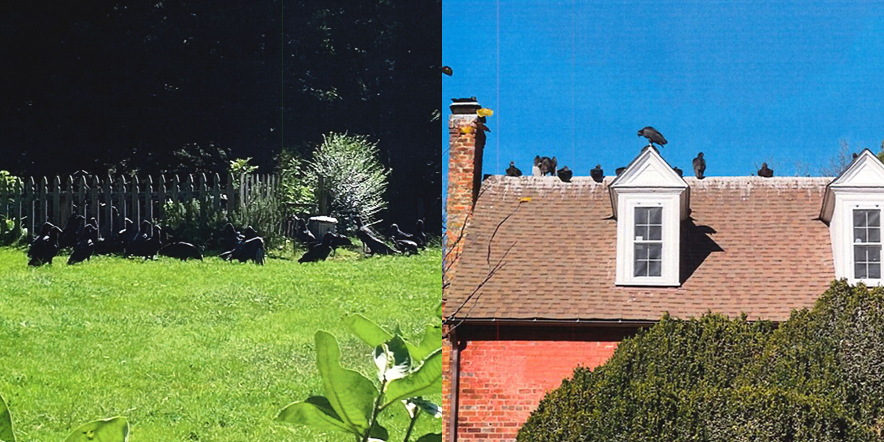 Town of Hillsborough Sues Residents for Attracting Vultures, Violating Wildlife Ordinance