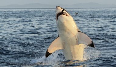 Baby White Sharks Are Swarming Southern California Waters, But Here's Why It's Good News