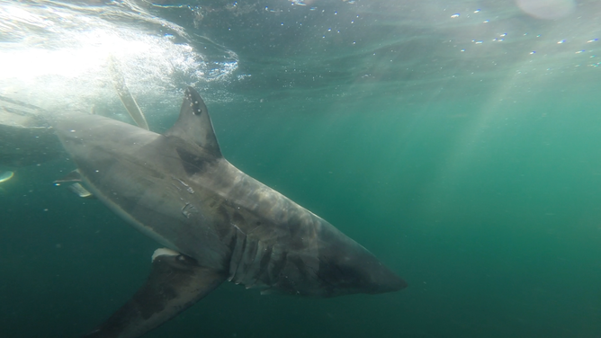 Nori as she's released after being tagged by OCEARCH in Oct. 2025.