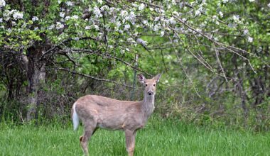 Whitefish examines plan to manage city’s deer population
