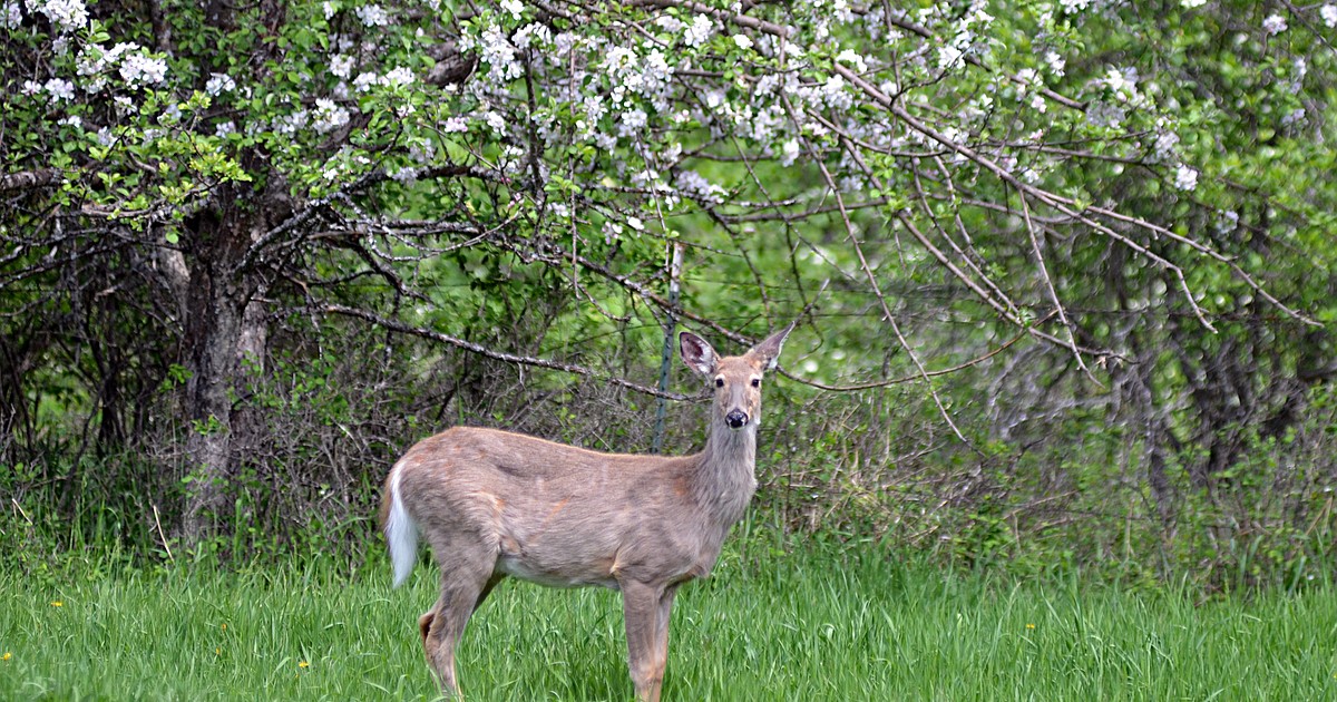 Whitefish examines plan to manage city’s deer population