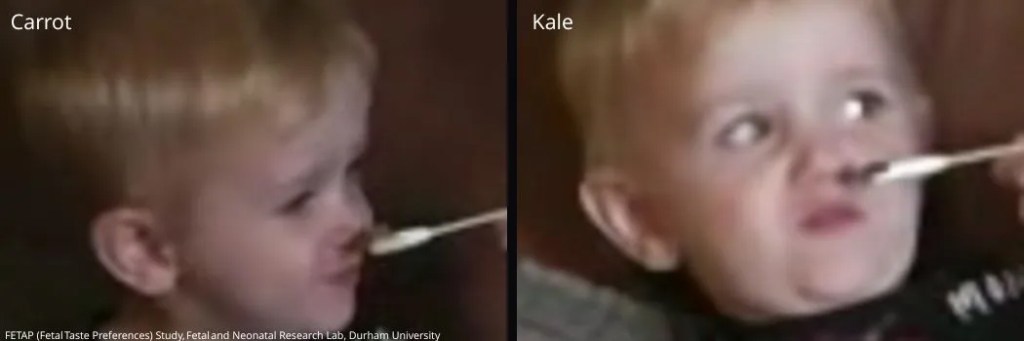 Collage of two images showing a baby's reaction to different vegetable flavors. The left image shows a baby with a neutral expression when presented with carrot, while the right image shows the same baby making a disgusted face when presented with kale.