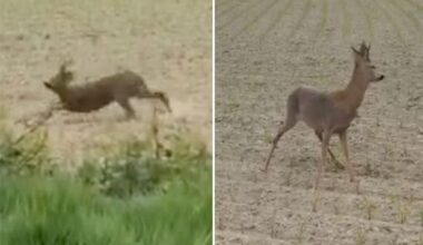 'Drunk' deer runs in circles after eating fermented fruit