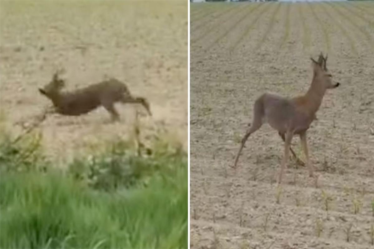 'Drunk' deer runs in circles after eating fermented fruit