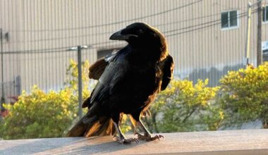 Baltimore Ravens logo