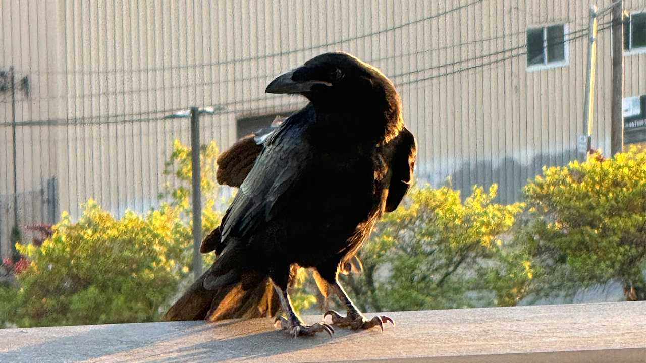 Baltimore Ravens logo