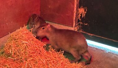 Escaped Capybara becomes village celebrity after evading capture for ten weeks