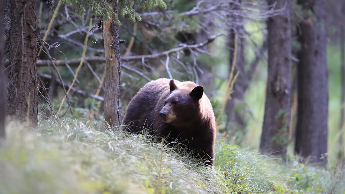 Colorado hiker says black bear attacked from behind, ignored shouts, and followed her for 30 minutes