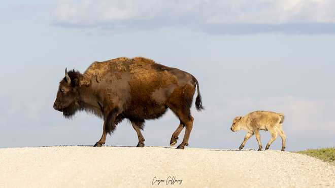 Carson Galloway shared this photo of the rare white bison born this spring at Neal Smith National Wildlife Refuge. Carson Galloway shared this photo of the rare white bison born this spring at Neal Smith National Wildlife Refuge.