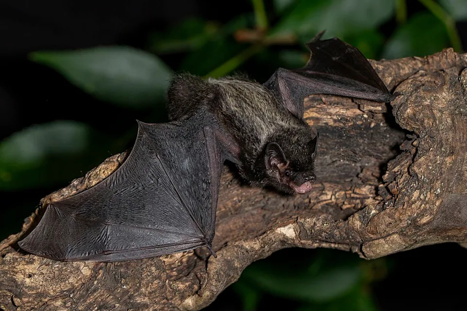 Stock photo of batCredit: Getty