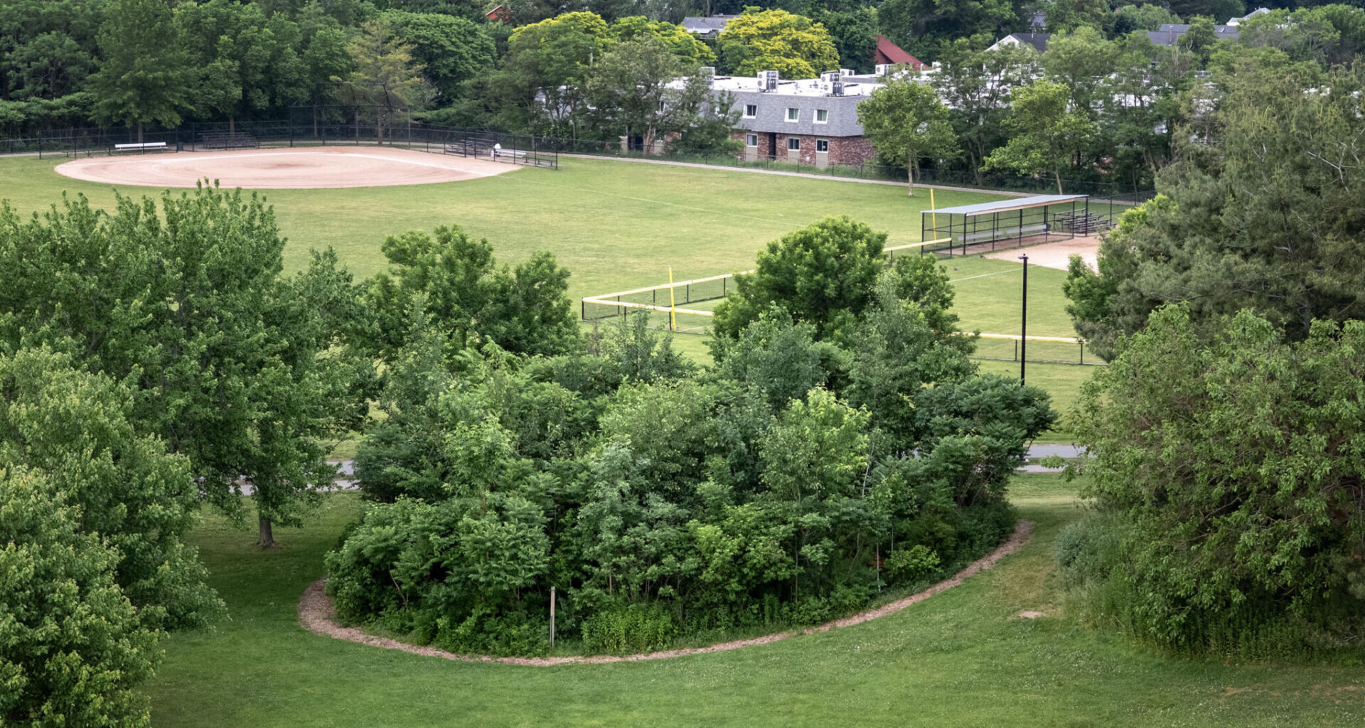 The Miyawaki forest in Danehy Park in Cambridge. (Robin Lubbock/WBUR)