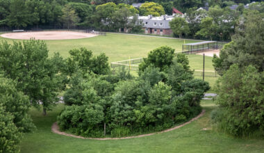 The Miyawaki forest in Danehy Park in Cambridge. (Robin Lubbock/WBUR)