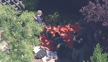 Mountain lion captured in Redwood City to be released in Santa Cruz Mountains – NBC Bay Area
