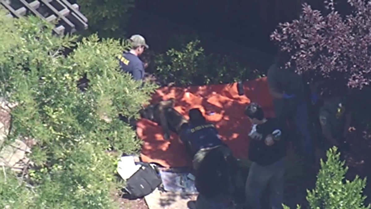 Mountain lion captured in Redwood City to be released in Santa Cruz Mountains – NBC Bay Area