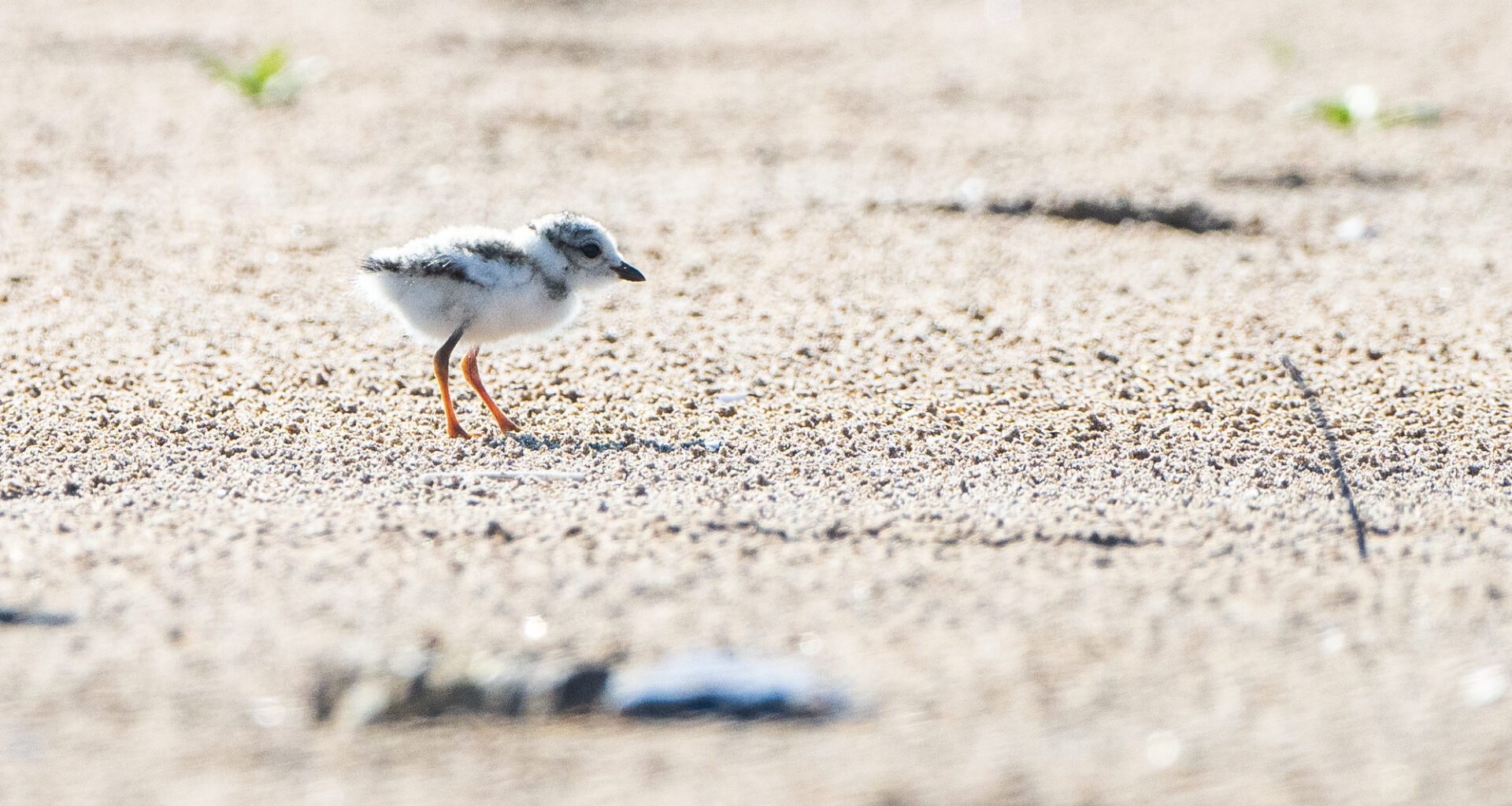 Montrose Beach Piping Plover Chick Dies