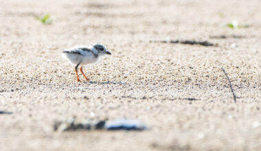 Montrose Beach Piping Plover Chick Dies