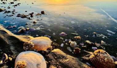 Rare contagious cancer is tearing through Washington's Puget Sound clams after East Coast jump