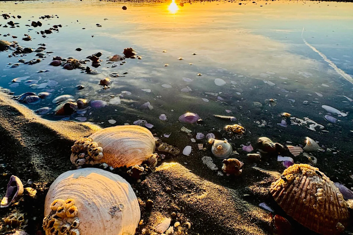 Rare contagious cancer is tearing through Washington's Puget Sound clams after East Coast jump