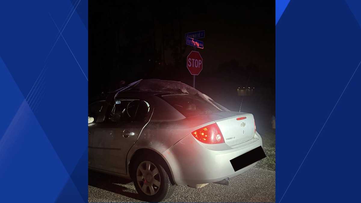 Shark strapped to car roof in Florida under review by wildlife officials