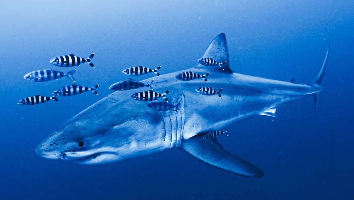 VIDEO: Rare footage of Mediterranean great white shark captured by ghost diver