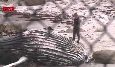 Calif. beach closure extended after dead whale washes ashore