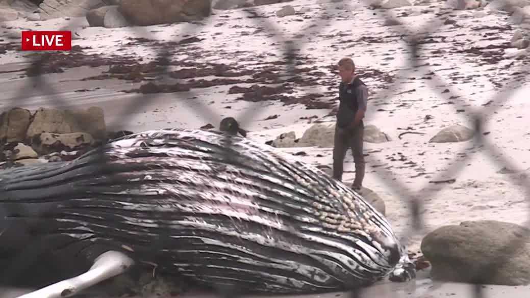 Calif. beach closure extended after dead whale washes ashore