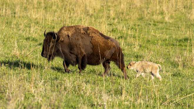 Carson Galloway shared this photo of the rare white bison born this spring at Neal Smith National Wildlife Refuge. Carson Galloway shared this photo of the rare white bison born this spring at Neal Smith National Wildlife Refuge.