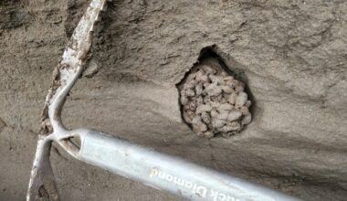 A Surprising Find in Ancient Squirrel Poop: Woolly Mammoth Meat