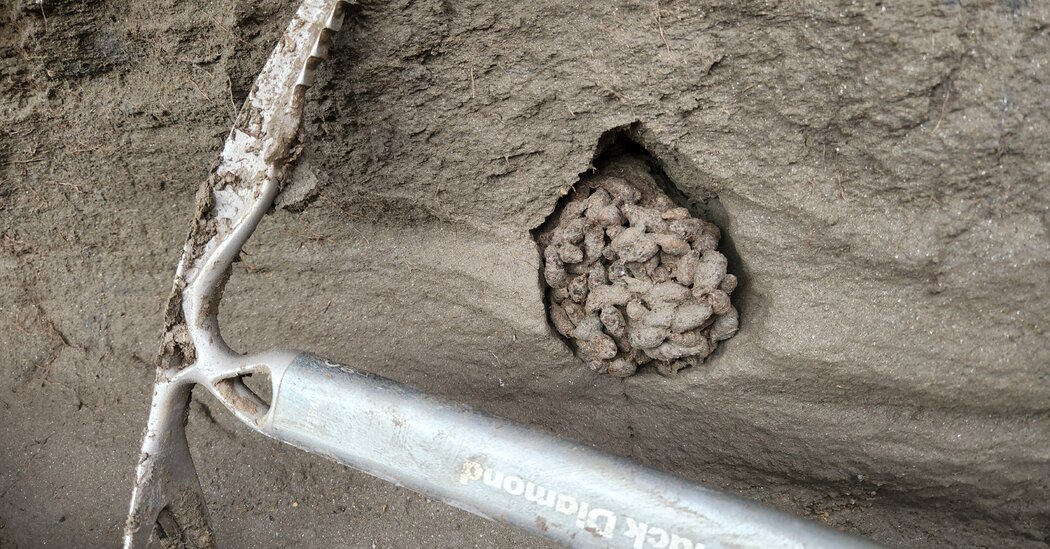 A Surprising Find in Ancient Squirrel Poop: Woolly Mammoth Meat