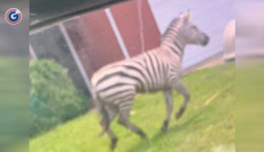 Where is Ed the Zebra Now? Rutherford County Remembers Famous Escape One Year Later
