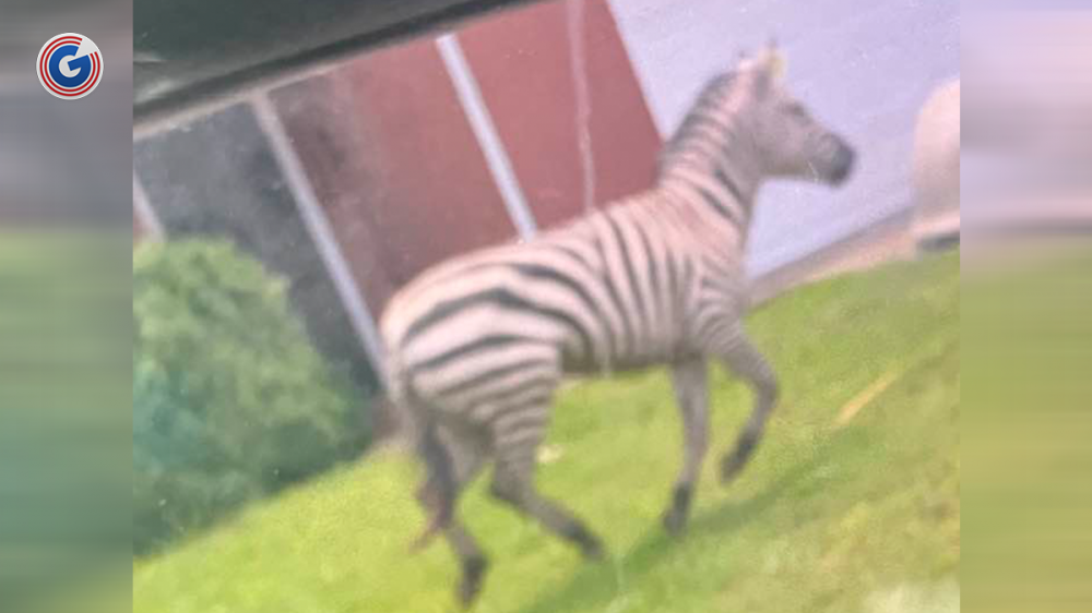 Where is Ed the Zebra Now? Rutherford County Remembers Famous Escape One Year Later