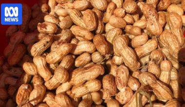 Australian biosecurity investigates suspected illegal sales of imported peanuts