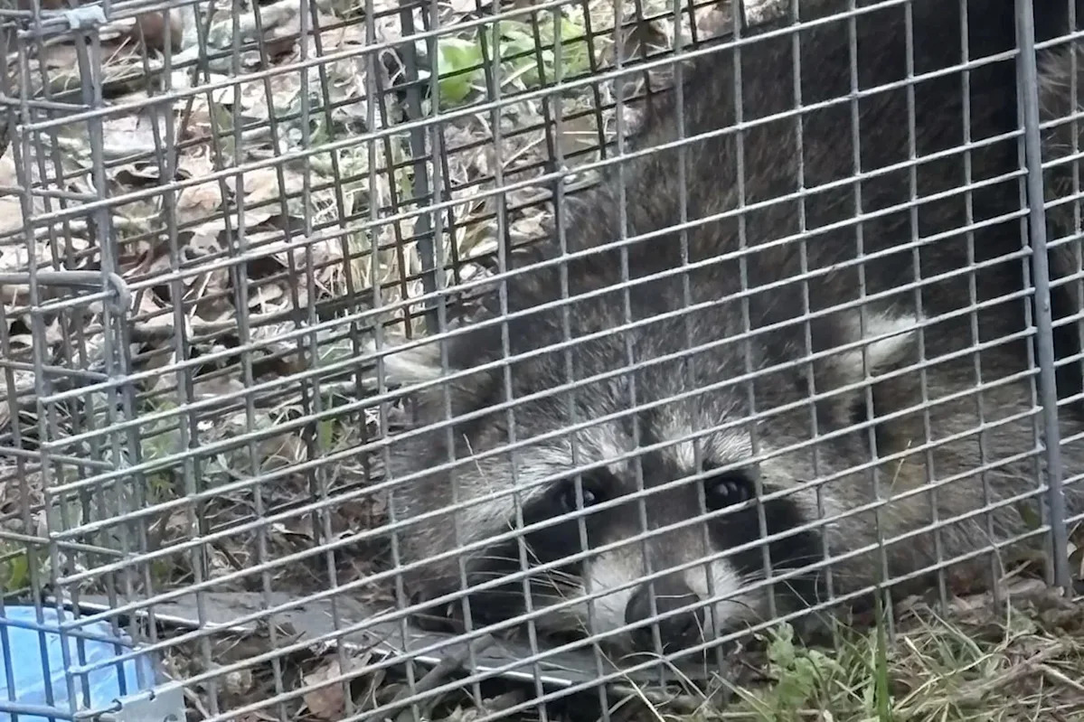 Trap meant for feral cat catches 30-pound raccoon so obese he had to squeeze himself inside