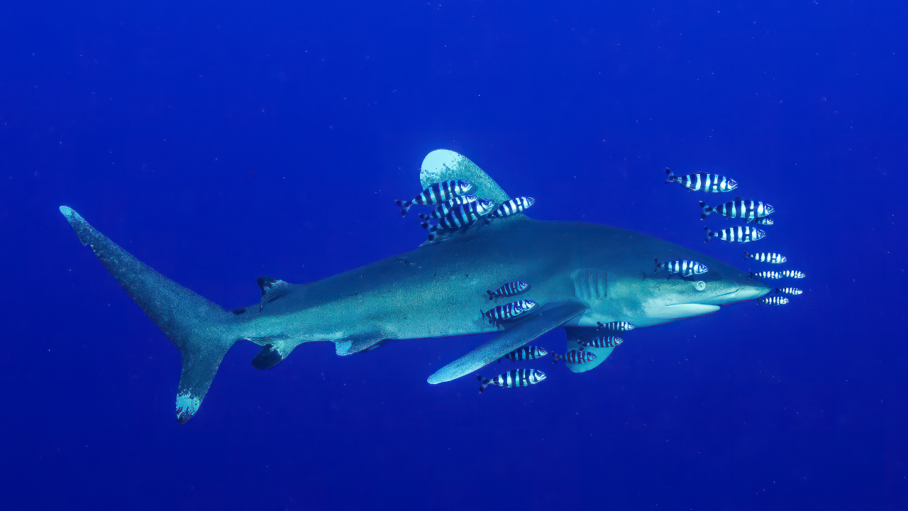 Image: Canva 1. Florida's Atlantic coast: The undisputed shark bite capital