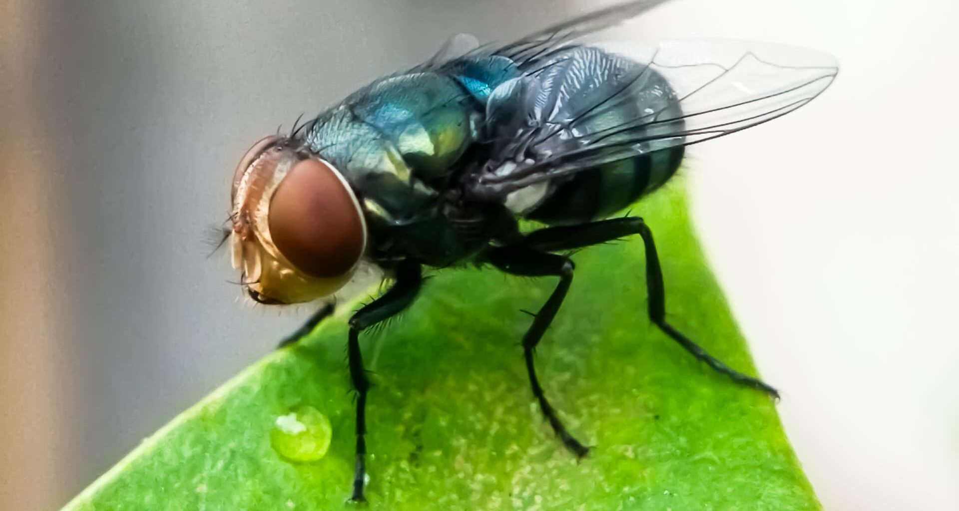 Flesh-eating screwworm is confirmed in the U.S., officials say