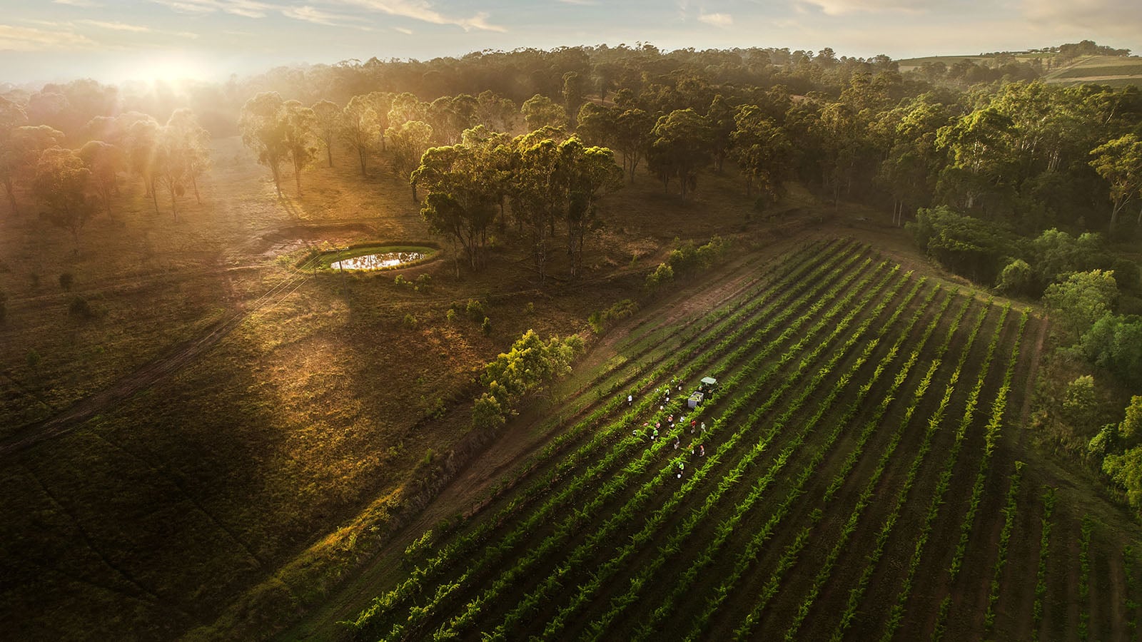Aerial view of a vineyard at sunrise, with rows of grapevines running diagonally, a small pond surrounded by trees, and a group of people working among the vines as sunlight filters through the landscape.