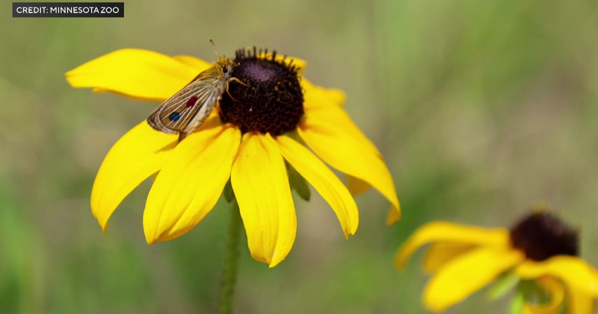 Nearly 1,500 endangered butterflies set to be released in effort to save species, Minnesota Zoo says