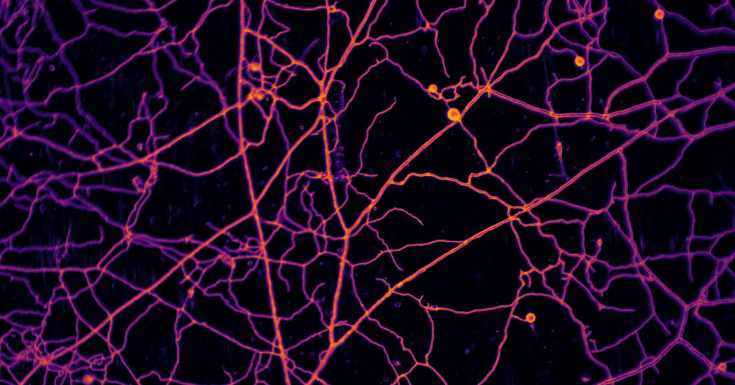 Scientists Measure Earth’s Vast Underground Fungal Webs